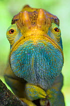 RF- Portrait of male Parson's Chameleon (Chamaeleo parsonii), Ranomafana National Park, South eastern Madagascar. (This image may be licensed either as rights managed or royalty free.)