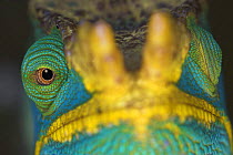 Male Parson's Chameleon {Chamaeleo parsoni} close-up of eye, Ranomafana NP, South eastern Madagascar
