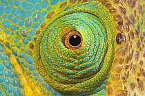 Male Parson's Chameleon {Chamaeleo parsoni} close up of eye, Ranomafana NP, South eastern Madagascar.