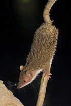 Lesser Hedgehog Tenrec / Small madagascar hedgehog {Echinops telfairi} climbing down branch, Ifaty, south west Madagascar.