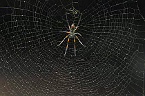 Giant Orb-web Spider {Nephila madagascariensis} Mantadia NP, Madagascar.