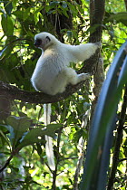 Adult Silky Sifaka {Propithecus diadema candidus} sitting on branch looking backwards, in rainforest canopy, Marojejy National Park, Madagascar.