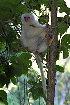 Adult Silky sifaka {Propithecus candidus} in rainforest canopy, Marojejy National Park, Madagascar.