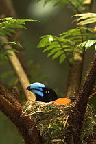 Helmet Vanga {Euryceros prevostii} sitting on nest incubating clutch, Marojejy NP, North east Madagascar.