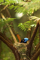 Helmet Vanga {Euryceros prevostii} sitting on nest incubating clutch, Marojejy NP, north east Madagascar.