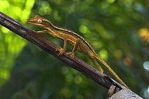 Lined Leaf tailed Gecko {Uroplatus lineatus} walking along Pandanus / Palm vegetation, Eastern Madagascar.