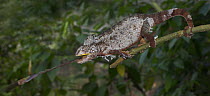 Male Oustalet's Chameleon {Furcifer oustaleti} catching insect prey, Ampijoroa Reserve, north western Madagascar.
