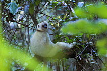 Adult Silky Sifaka {Propithecus diadema candidus} sitting in rainforest canopy, Marojejy National Park, Madagascar.