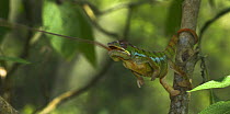Male Panther Chameleon {Furcifer / Chamaeleo pardalis} catching insect prey, Ankarana Reserve, northern Madagascar.