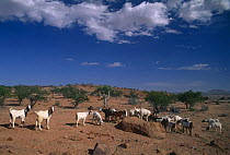 Domestic goats {Capra hircus} overgrazing, near Windhoek, Namibia