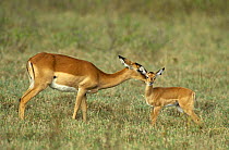 Impala {Aepyceros melampus} grooming newborn calf, Samburu Game Reserve, Kenya
