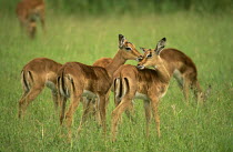 Female Impala (Aepyceros melampus) allogrooming in grass, Mala Mala GR, Mpumalanga, South Africa