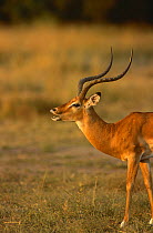 Male impala (Aepyceros melampus) barking, Masai Mara GR, Kenya