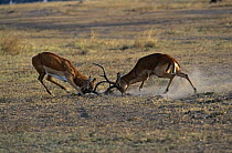 Male Impala (Aepyceros melampus) sparring, Masai Mara GR, Kenya