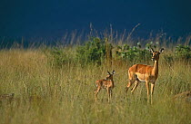Female Impala (Aepyceros melampus) with young, Masai Mara GR, Kenya