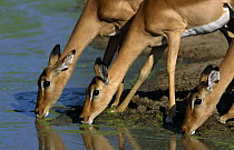 Female Impala (Aepyceros melampus) drinking at waterhole, Kruger NP, South Africa