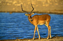 Black-faced impala (Aepyceros melampus petersi) near water, Etosha NP, Namibia