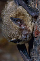 Common pipistrelle bat (Pipistrellus pipistrellus) Inverness-shire, UK
