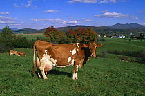 Guernsey cattle (Bos taurus) in field, USA