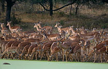 Herd of Impalas (Aepyceros melamous) drinking in summer, Kruger NP, South Africa