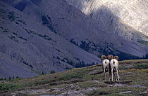 Rear view of Bighorn rams (Ovis canadensis) from behind, Jasper NP, Alberta, Canada