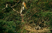 Painted Stork {Mycteria leucocephala} stands guard over chicks in nest, Keoladeo NP, Bharatpur, Rajasthan, India