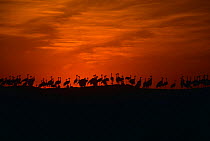 Flock of Demoiselle Cranes {Anthropoides virgo} silhouette on ridge at sunset, Rajasthan, India