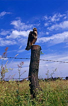 Common Buzzard {Buteo Buteo} perched on fence post, Nadbuzanski NP, Poland