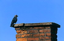 Jackdaw {Corvus monedula} perched on chimney, Poland