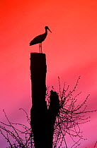 White Stork {Ciciona ciciona} silhouette on tree stump, Nadbuanski NP, Poland