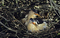 Little Bittern {Ixobrychus minutus} pair on nest, Bierbrzanski NP, Poland