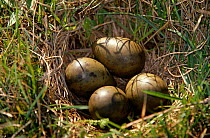 Black tailed godwit nest with four eggs {Limosa limosa} Sweden