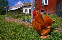 Domestic chicken in hen run {Gallus gallus domesticus} Sweden