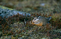 Dotterel {Eudromias morinellus} on nest, North Sweden