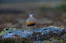 Dotterel {Eudromias morinellus} in breeding plumage, North Sweden