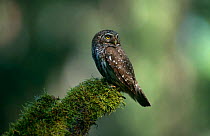 Pygmy owl {Glaucidium passerinum} on mossy stump, Sweden