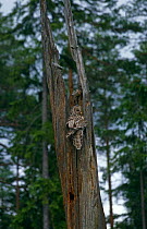 Ural Owl {Strix uralensis} at nest in tree stump, Sweden