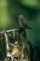 Pygmy Owl {Glaucidium passerinum} in old spruce forest, Sweden
