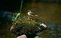 Gray Wagtail {Montacilla cinerea] Female with insect prey, Sweden
