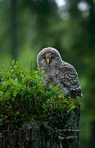 Ural Owl {Strix ulalensis} chick on mossy stump, Sweden