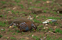 Red legged partridge {Alectoris rufa} feeding on young crops, Norfolk, UK
