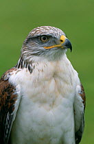 Ferruginous hawk / buzzard {Buteo regalis} Male, captive, UK