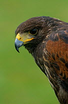 Harris' Hawk {Parabuteo unicintus} juvenile male, captive, UK