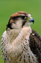 Crossbred hybrid Saker x Lanner Falcon {Falco cherrug x biarmicus} Female, captive, UK