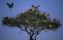 African White-backed Vulture {Gyps africanus} flock grouping together on Acacia Tree, Masai Mara, Kenya