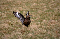 Great skua squabbling {Catharacta / Stercorarius Skua} Shetland Isles, Scotland, UK