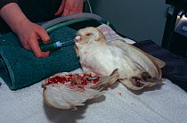 Barn Owl {Tyto alba} receiving treatment for wing injured on barbed wire, Somerset, UK