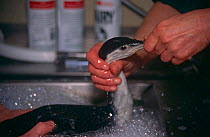 Red Throated Diver {Gavia stellata} being cleaned of oil, UK