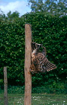 Dead Tawny Owl {Strix aluco} caught in pole trap near pheasant pens, North Devon, UK