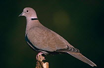 Collared dove {Streptopelia decaocto} UK